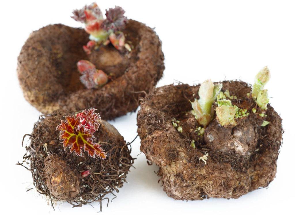 Луковичные (бегонии 2шт, глоксиния, калла)