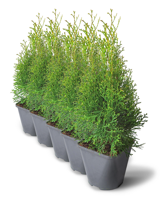 Туя микс Смарагд/Брабант Р11 50 60