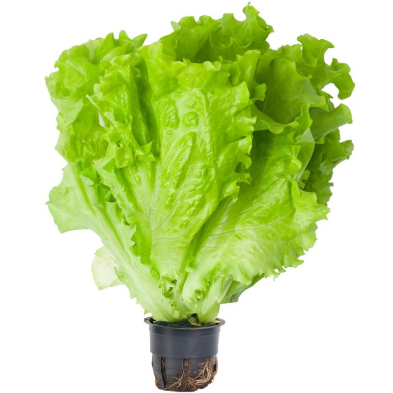 салат афицион 100гр