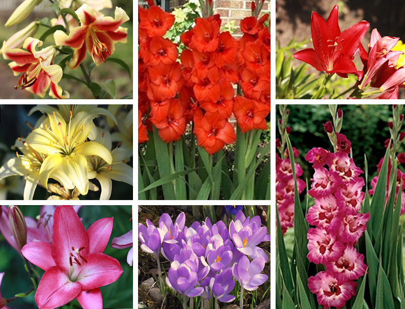 Луковичные в ассортименте(Лилии 2шт уп.,Гладиолусы 5шт уп,Мелколуковичные 5шт уп)