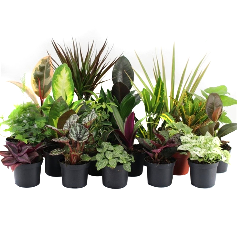 Растение горшечное Зеленый микс d 10,5