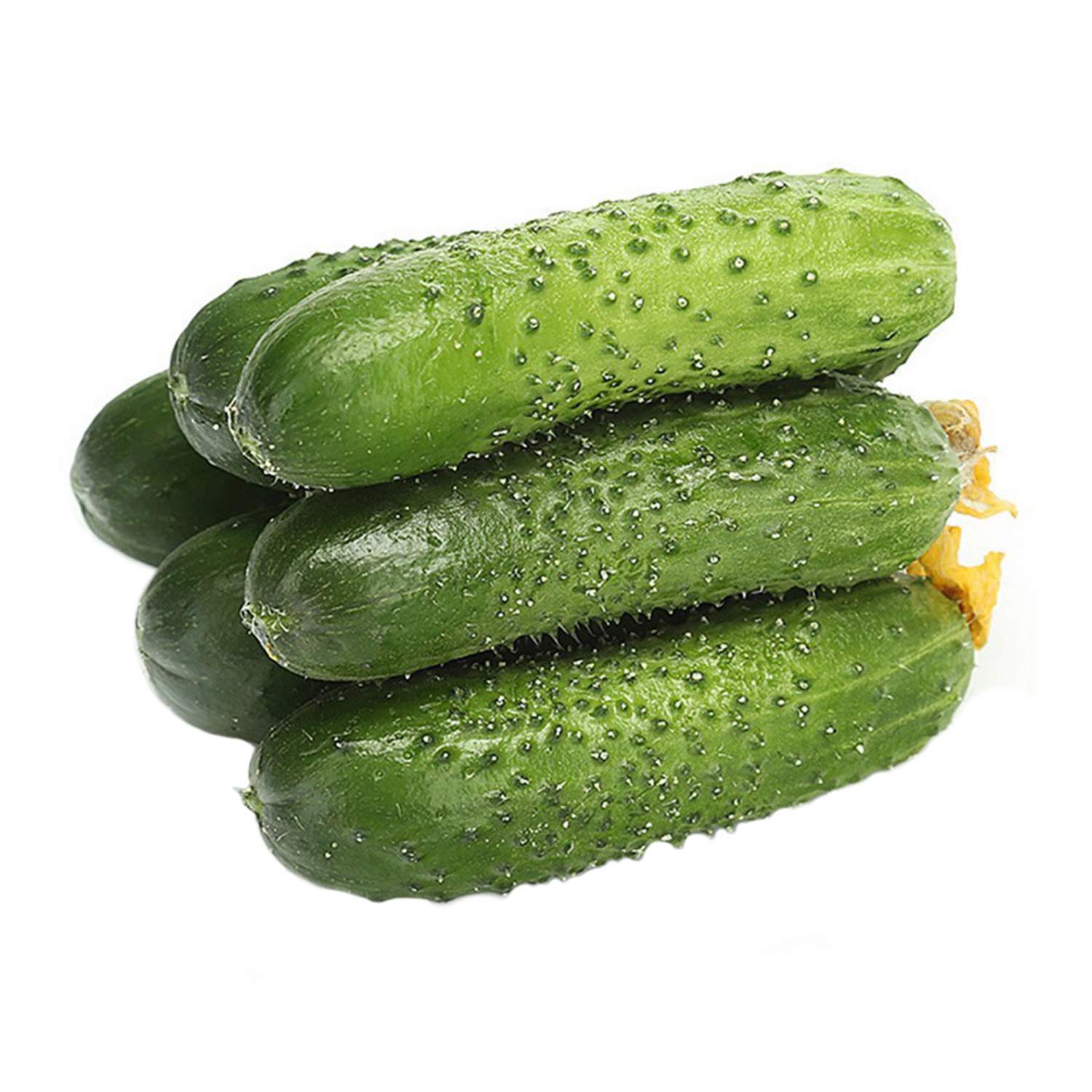 Огурец свежий урожай