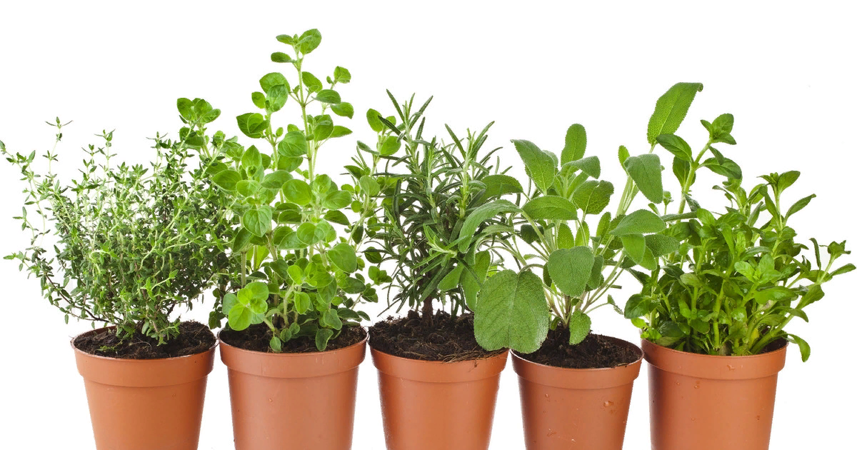 Многолетники в асс (аквилегия, флокс, люпин, лилейник, хоста, гипсофила, ранункулюс, фрезия, крокосм