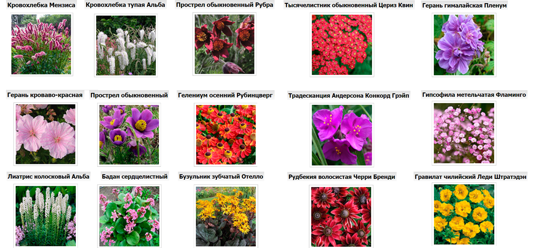 Саженцы декоративных кустарников ВЕСНА (в ассортименте)