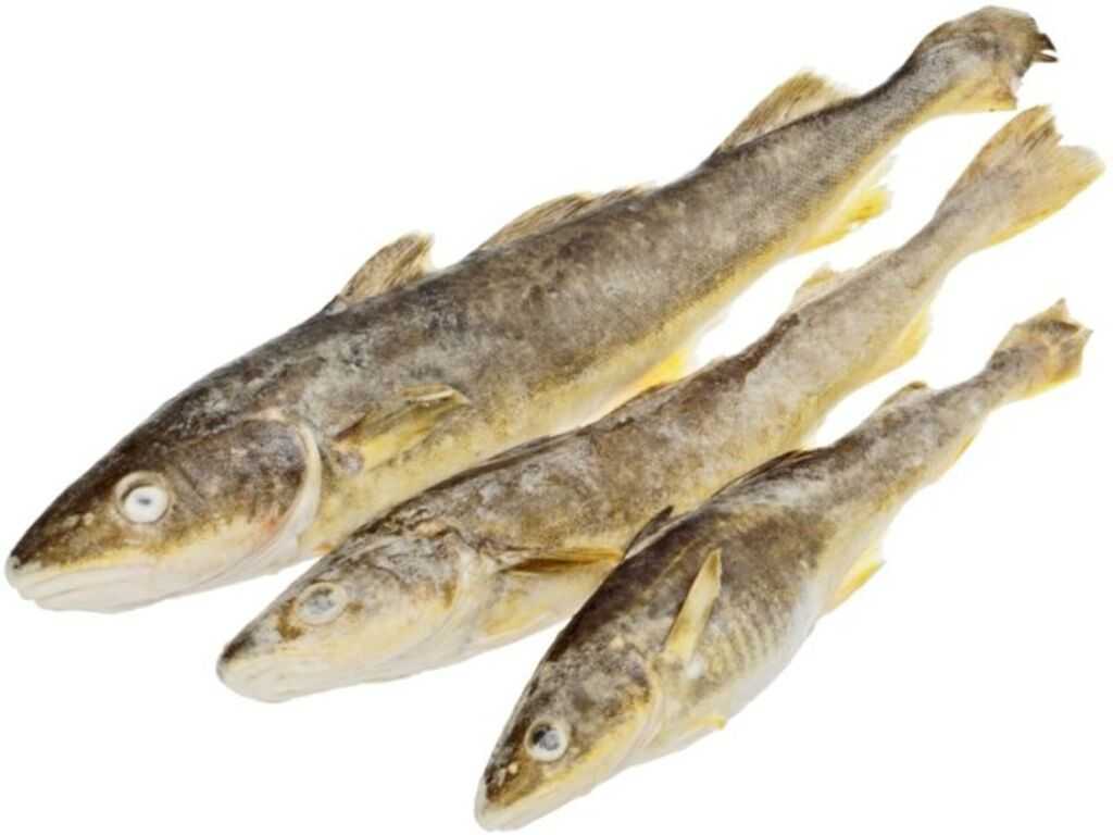 Навага Дальневосточная НР с/м вес. «Рыбак» ООО