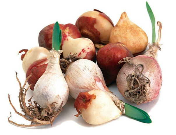 Био Луковицы Тюльпан, Аллиум, Крокус, Мускарь, Пушкиния (5 шт)