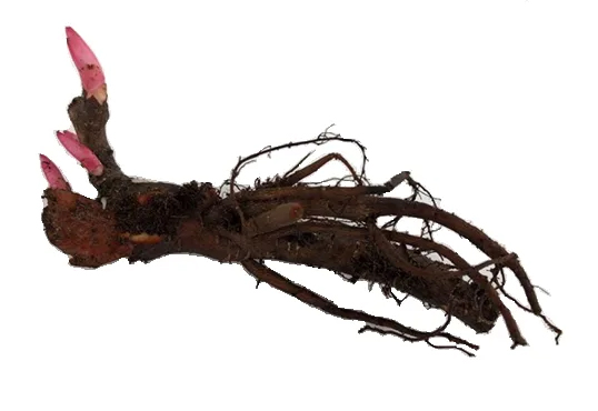 Пион корни 1 шт.