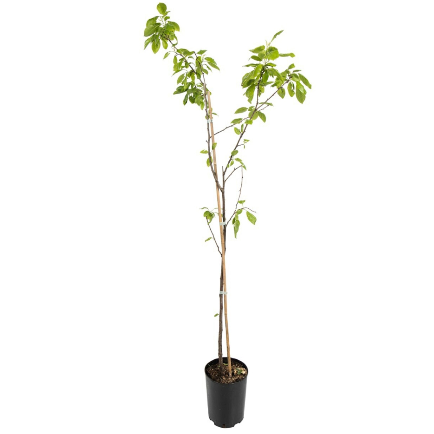 Саженцы деревья плодовые алыча/яблоня 