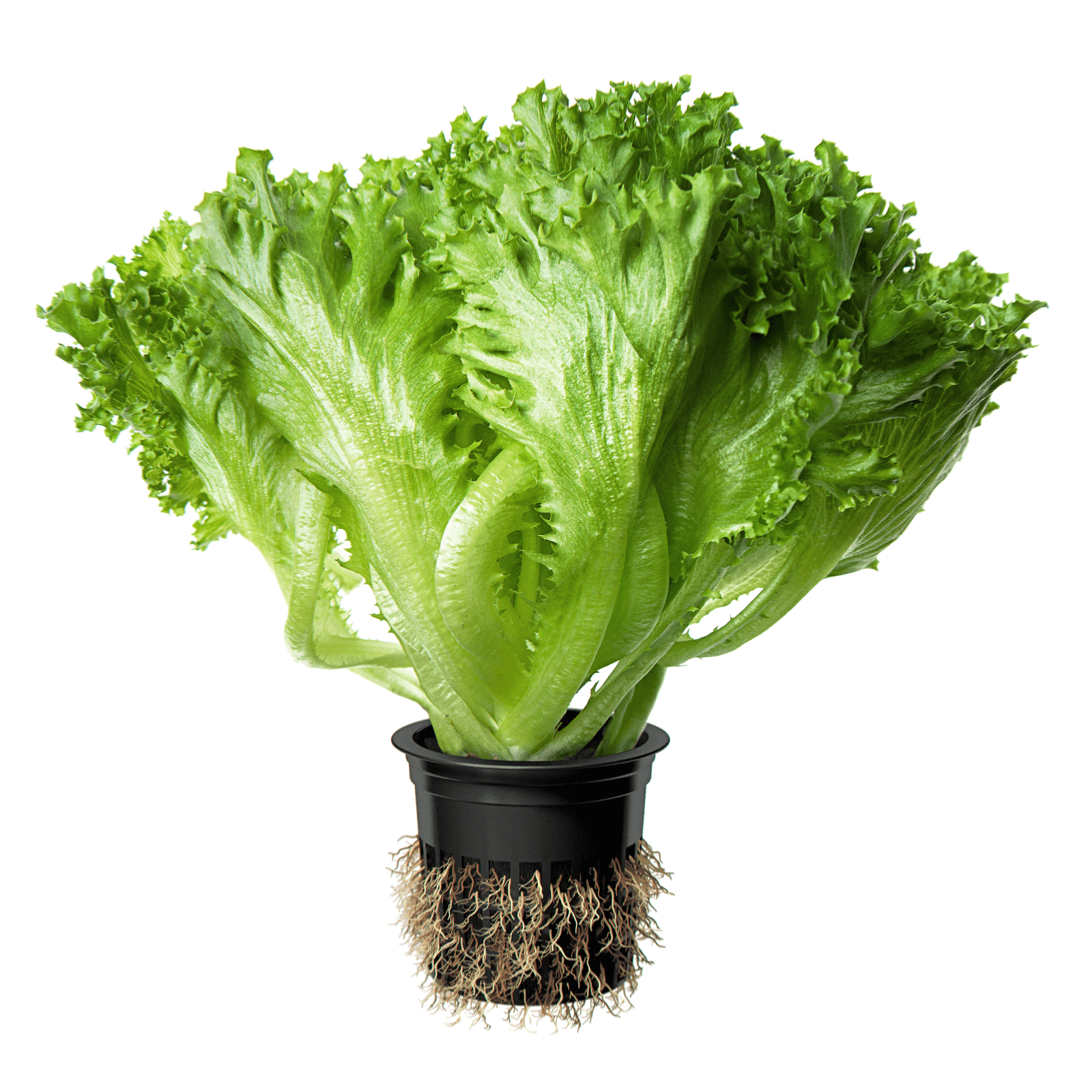 Фрилис в горшке 100 гр