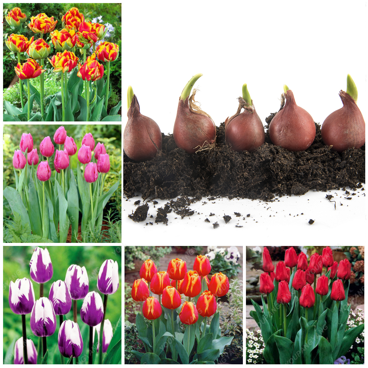 Луковицы тюльпанов Осень в ассортименте 2 3 шт упак