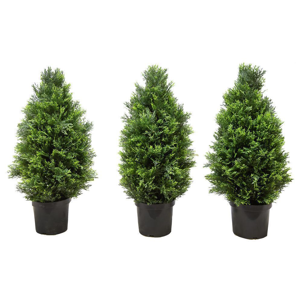 Туя в ассортименте 60 80 см