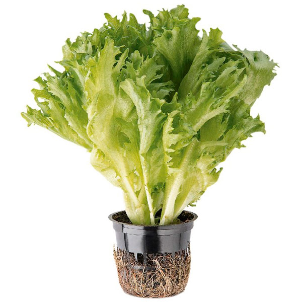 САЛАТ В ГОРШКЕ, 100 грамм