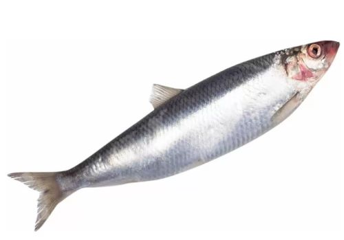 Сельдь атлантическая 200 300