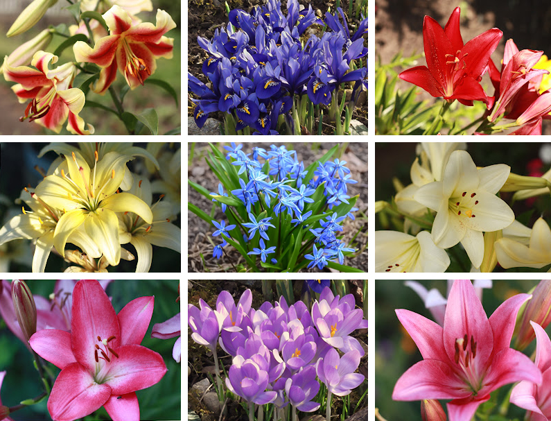 Луковицы цветов Весна (Лилия 1шт, Гладиолус 3 шт, Мелоколуковичные 3 шт)