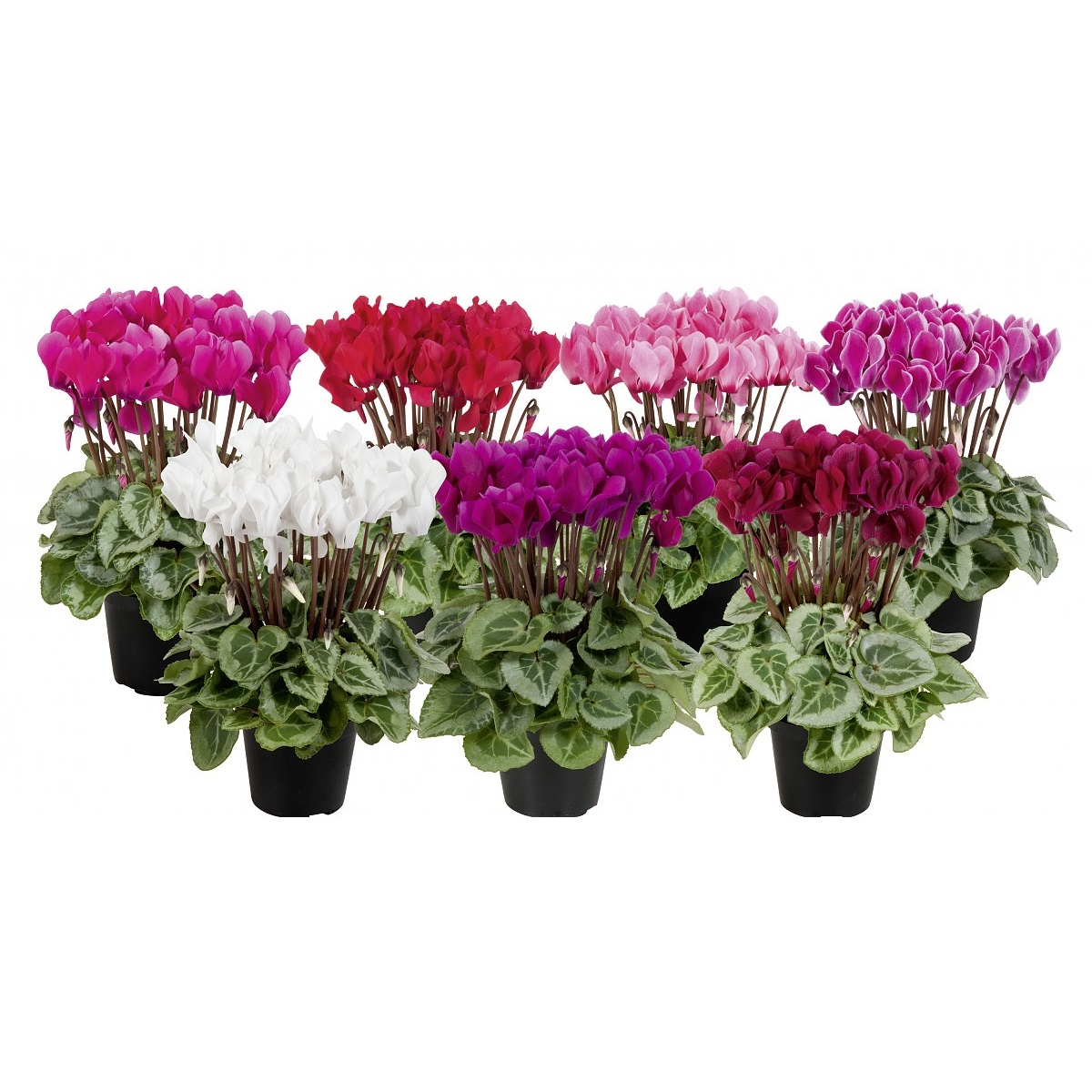 Цикламен верано микс D11 25 30 см