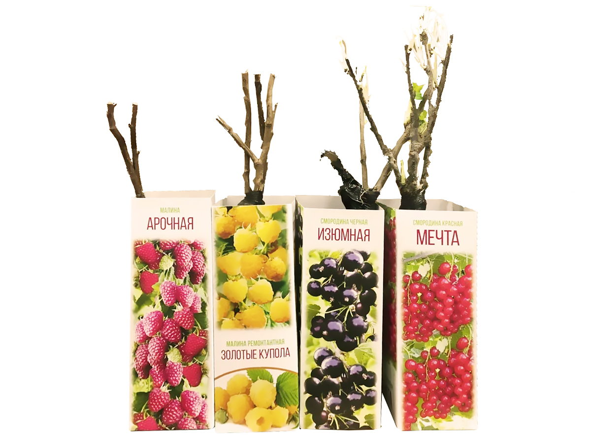 Саженцы плодовые кустарники в ассортименте 