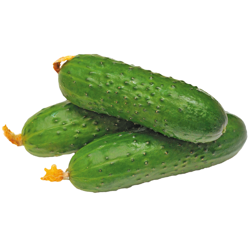 Огурец короткоплодный, вес, 1кг АФ